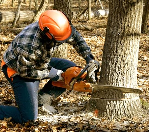 Tree Removal in Pipe Creek, TX